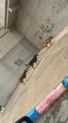Pack of dogs spotted roaming streets in Safi, Morocco