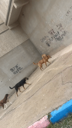 Pack of dogs spotted roaming streets in Safi, Morocco