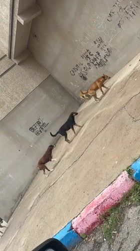 Pack of dogs spotted roaming streets in Safi, Morocco