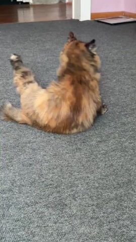 A tortoiseshell cat is lying on its back on a gray carpet, rolling and stretching. Its eyes are open and its paws are in the air. The cat appears to be relaxed and playful. The background is blurred but suggests an indoor environment with furniture.