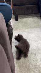 Curly brown dog relaxing and playing indoors in San Isidro
