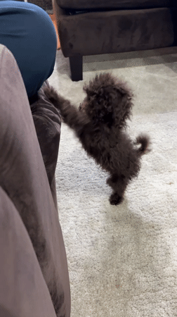 Curly brown dog relaxing and playing indoors in San Isidro