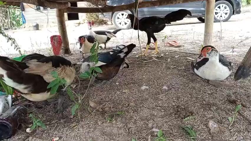 A group of ducks and one chicken are gathered under a wooden structure. The ground is covered in dirt and wood shavings. A car is parked behind the structure. The ducks are of various colors, including white, black, and brown. One duck is sitting down. The chicken is standing and looking at the ducks.