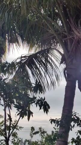 The video is a vertical shot of a coconut palm tree with its fronds obscuring the sky. The trunk of the tree is visible, showing its segmented texture. There are other trees and foliage in the foreground and background, with a cloudy sky visible through the fronds. The camera pans slightly from left to right, revealing more of the tree's trunk and fronds.
