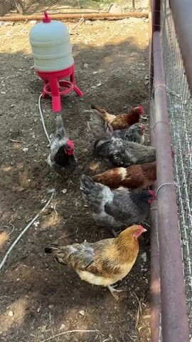 A group of chickens are in a dirt enclosure near a red and white chicken waterer. The chickens are of various breeds and colors, including black, grey, and brown. One chicken is in the foreground, facing the camera. Several other chickens are gathered near a wire fence. The ground is covered in dirt and scattered with some small sticks. The scene appears to be outdoors on a sunny day.