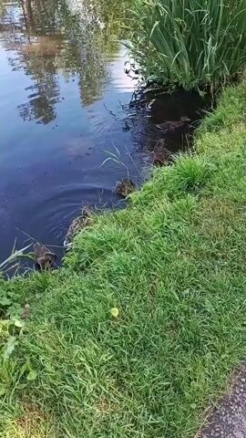 The video shows a group of ducks on the edge of a body of water. The ducks are brown and mottled in color. Some are in the water, while others are on the grassy bank. The water is dark and appears to be a pond or a slow-moving river. Tall green reeds grow along the far bank of the water. The sun is shining, reflecting off the water and casting shadows. The scene is peaceful and natural.
