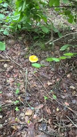 A first-person perspective video shows a person walking through a forest with a focus on the ground. The ground is covered with fallen leaves, pine needles, and some green foliage. In the center of the frame, a single, bright yellow mushroom with a pale stem stands prominently among the forest debris. The camera moves slowly, with some motion blur, suggesting a leisurely pace. The surrounding environment is lush and green with trees and undergrowth visible in the background.
