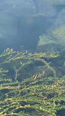 This media file shows a close-up underwater view of a clear stream or pond, likely in Korzhevo, Moldova. The water is clear enough to see the bottom, which is covered in rocks and green algae. Submerged aquatic plants with thin stems and small yellow buds are prominent in the foreground, creating a dense, layered effect.

The main subjects are small fish swimming in the water. Several fish can be seen, mostly in the middle ground and background. They appear to be schooling or swimming in a group, darting amongst the rocks and vegetation. One slightly larger fish is visible on the left side of the frame, and other smaller fish are scattered throughout the scene.

The scene suggests a natural, calm environment. The lighting indicates it is daytime, with sunlight filtering through the water, creating reflections and shadows on the bottom. The clarity of the water and the presence of healthy aquatic plants and fish suggest a relatively clean and undisturbed aquatic ecosystem. There is no visible text within the media file. The overall mood is one of tranquility and the observation of natural life.