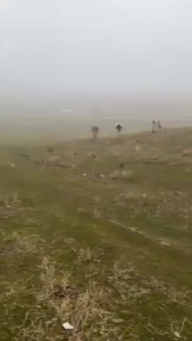 The video shows a grassy field on a foggy day. Three cows are standing on a small hill in the field. In the background, a white truck is driving on a road, obscured by the fog.