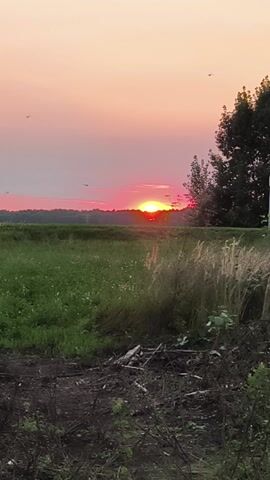 This is a vertical video of a sunset over a grassy field with trees and bushes in the foreground. The sun is low on the horizon, casting a warm, pink and orange glow across the sky. There are a few birds flying in the sky. The setting appears to be a natural landscape, possibly a park or countryside, given the presence of trees, grass, and bushes. The time of day is clearly sunset due to the colors of the sky and the position of the sun. The weather appears clear and calm. There is no visible text in the video. The overall mood is peaceful and serene, evoking the beauty of nature at dusk.