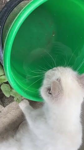 A close-up, high-angle shot shows a fluffy white cat with gray ears drinking water from a bright green bucket. The cat's head is lowered into the bucket, and its long white whiskers are spread out. Ripples form on the surface of the water as the cat drinks. The scene appears to be outdoors, with a blurry green plant visible to the left of the bucket and a rough concrete surface beneath the cat. The lighting suggests it is daytime, and the overall mood is peaceful. There is no visible text in the media.