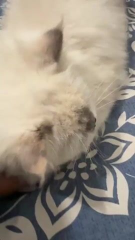 A close-up shot shows a fluffy white cat with grey markings on its face, lying on a blue and white patterned surface. A hand is gently petting the cat's head. The cat appears to be relaxed, with its eyes closed. The lighting is dim, suggesting it is indoors.