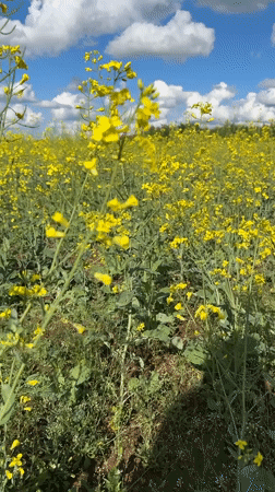 Visitors photograph blooming rapeseed fields in rural Russia
