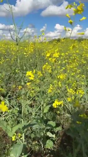 Visitors photograph blooming rapeseed fields in rural Russia
