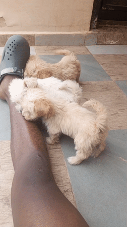 Person with puppies playing around feet in Nigeria