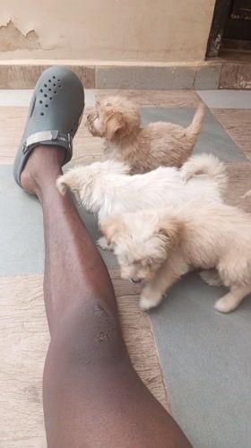 Person with puppies playing around feet in Nigeria
