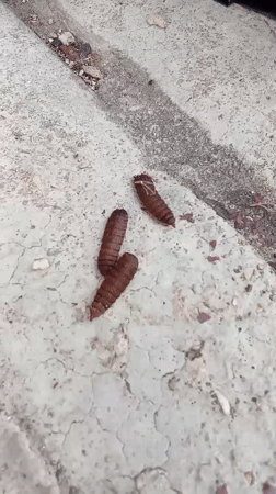 Pupae spotted on concrete surface in Tinaquillo, Venezuela