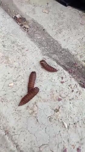 Pupae spotted on concrete surface in Tinaquillo, Venezuela