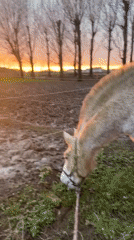Horses documented at Belgian stable during sunset hours