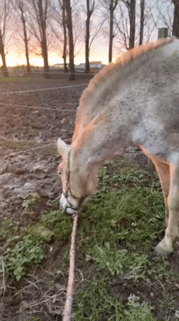 Horses documented at Belgian stable during sunset hours