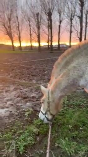 Horses documented at Belgian stable during sunset hours