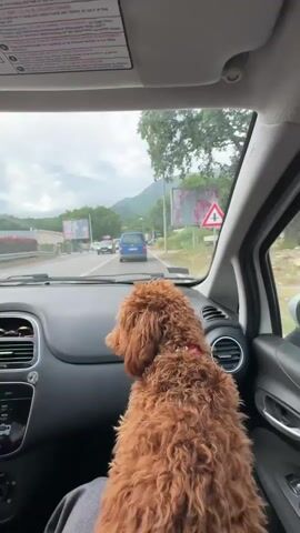 A short video shows the interior of a car. A tan Goldendoodle wearing a red collar sits on the front seat, facing forward. The car is in traffic. The background through the windshield includes other cars, signs, trees and mountains in the distance under a cloudy sky. The car's dashboard is visible along with the passenger door. Electronic dance music plays audibly.