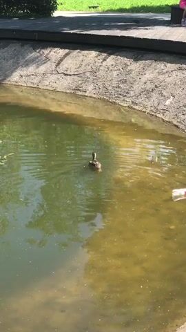A duck swims in a murky pond. The pond is surrounded by dirt and a wooden walkway. Sunlight illuminates the scene.