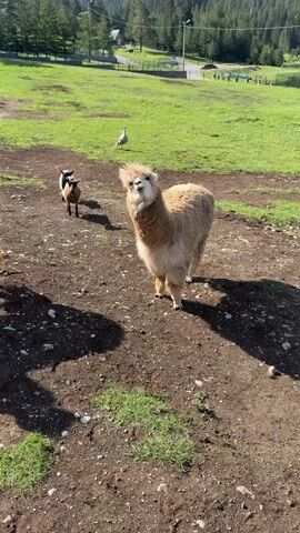 The video depicts a light brown alpaca standing on a patch of dirt. A goat is partially visible in the background to the left of the alpaca, and a turkey is standing in the grass further behind them. The ground around the alpaca is mostly dirt, with small patches of green grass. The background consists of a grassy field and trees.