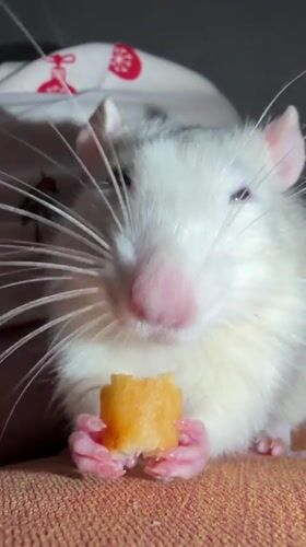 Girl shares breakfast with pet rat in Markovo