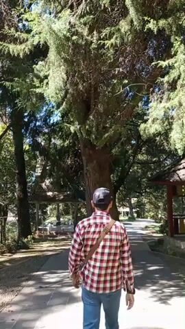 A person wearing a plaid shirt and jeans walks away from the camera on a paved path. They are walking towards a very large tree. There are other trees and structures, possibly gazebos or shelters, visible in the background. The lighting suggests it is daytime, likely sunny.