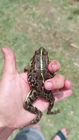 A close-up, overhead shot shows a person's hand holding a frog. The frog is brown and green with dark spots and a light green stripe down its back. The frog is facing away from the camera, and its legs are tucked underneath it. The hand is dirty and appears to be cupped around the frog. The background is blurry green grass.
