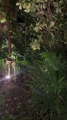 The video displays a serene night scene in a garden, likely located in Tambon Ban Tai, Thailand. The camera slowly pans from right to left, revealing a lush arrangement of trees and various green plants.

Several trees are visible, with their bases illuminated by upward-shining garden lights, casting a warm glow on their trunks and the surrounding foliage. These trees appear to be young, supported by wooden stakes arranged around their bases. In the background, a tall bamboo fence provides a natural boundary to the garden.

The lighting creates a tranquil atmosphere, highlighting the textures of the leaves and the vertical lines of the tree trunks against the dark night sky. The plants are predominantly green, with some exhibiting lighter, variegated leaves. No people or activities are visible, emphasizing the natural beauty and peaceful ambiance of the garden at night. There is no visible text.