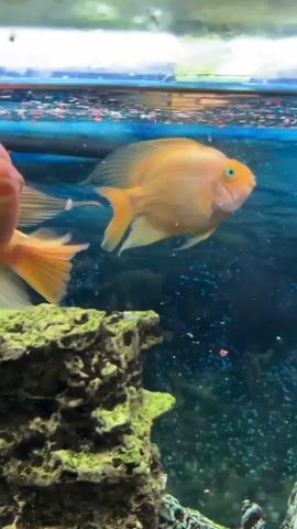 The video shows an underwater view of an aquarium. Two orange, red, and yellow fish are swimming. One fish is closer to the camera and is mostly orange with some yellow accents. The other fish is farther away and is yellow with orange accents. There are some green, moss-covered rocks and what appears to be a miniature castle structure at the bottom of the aquarium. The water is clear and blue with small bubbles floating throughout. The surface of the water is visible at the top, with some blurry elements suggesting something above the aquarium. There are small, pink particles floating in the water near the surface. The fish appear to be swimming and interacting within their environment.