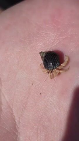 A hermit crab is held in a person's palm. The crab is small with a dark spiral shell. Its legs are visible as it moves slightly. The palm has lines and texture. The background is a blurred hand and fingers.