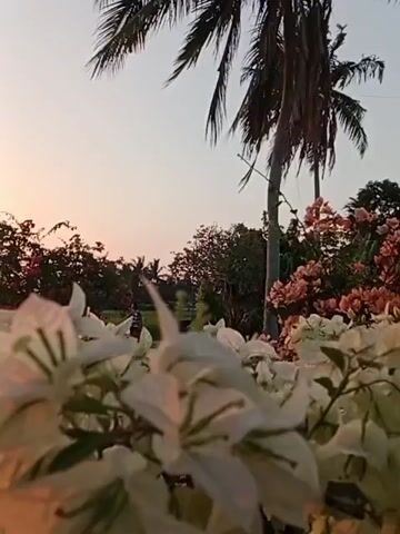 A close-up shot focuses on white bougainvillea flowers in the foreground, with soft sunlight illuminating them. In the mid-ground, lush green foliage and trees are visible, along with palm trees reaching towards the sky. The background displays a serene sunset sky with soft hues of orange and pink. The scene evokes a peaceful and tropical atmosphere, possibly during golden hour.