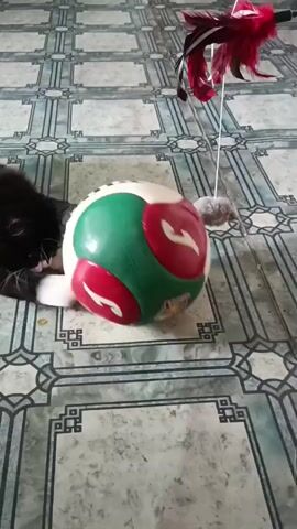 A small, fluffy gray creature stands near a colorful soccer ball and a feather toy on a tiled floor. The creature takes a hesitant step forward and then appears to recoil as it briefly comes into contact with the ball. Next, a black and white dog enters the frame, approaching the ball and the feather toy with curiosity. The dog sniffs the ball and then looks towards the feather toy, seemingly intrigued.