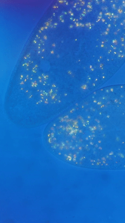 Microscopic paramecia observed in blue medium, Ribeira Grande