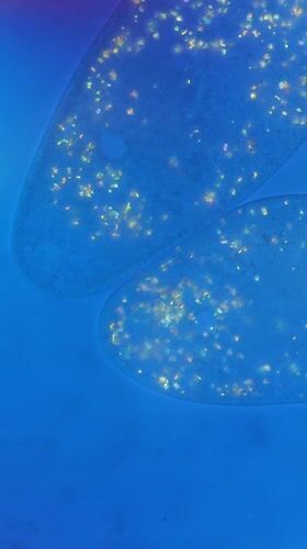 Microscopic paramecia observed in blue medium, Ribeira Grande