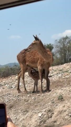 From inside a vehicle, a person films a reddish-brown deer nursing a fawn with white spots. The deer stands on a rocky hill under a sunny blue sky with a few birds in the air.  The fawn is mostly obscured by the adult deer. Trees and hills are in the background.  A mobile phone is visible in the foreground, presumably the one recording the scene.