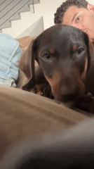 Multiple puppy sightings recorded in Raanana homes