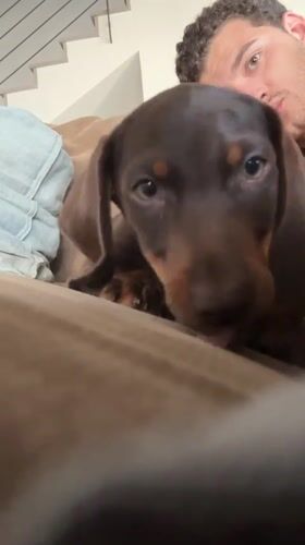 Multiple puppy sightings recorded in Raanana homes