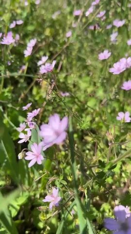 The video shows a field of light purple wildflowers in bloom on a sunny day. The camera is initially focused on the flowers at ground level, then slowly pans upward to reveal a green meadow, a treeline, and mountains in the distance under a clear blue sky. The scene is peaceful and serene.
