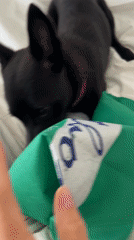 Black dog with red collar rests on bed with shopping bag