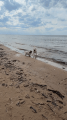 Dogs play on sandy beach in Riga during cloudy day