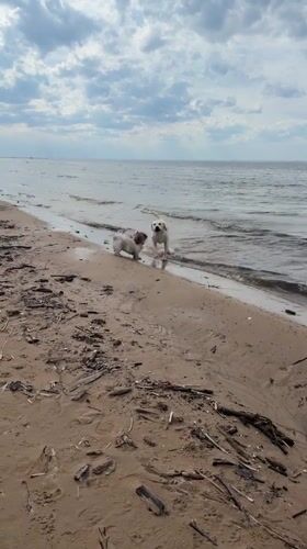 Dogs play on sandy beach in Riga during cloudy day