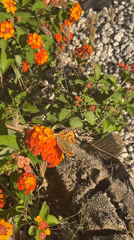 Garden moments captured in Spanish residential neighborhood