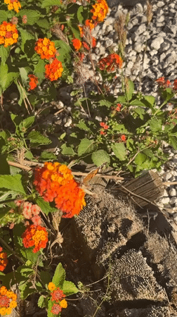 Garden moments captured in Spanish residential neighborhood