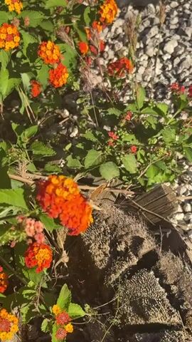 The camera focuses on a cluster of bright orange and yellow lantana flowers, with a brown and orange butterfly perched on one of the blooms. The butterfly's wings are visible, and it appears to be feeding on the flower. The lantana plant is surrounded by green leaves and stems, and there are other lantana flowers visible in the background, some with a mix of orange and pink hues.  A weathered piece of wood sits nearby, and small white stones are scattered on the ground behind the plant. The scene is brightly lit by sunlight.