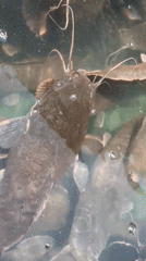 Catfish spotted swimming in murky pool in Nigeria