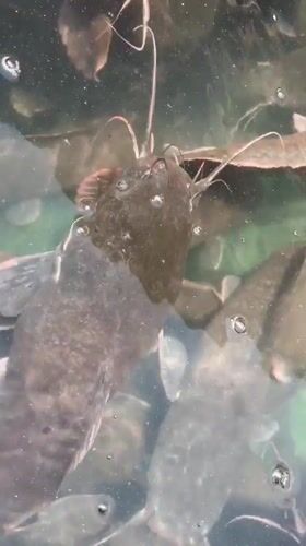 Catfish spotted swimming in murky pool in Nigeria
